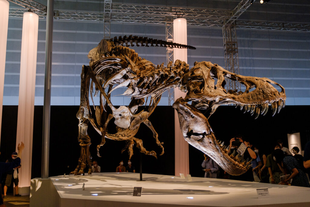 ティラノサウルスの写真