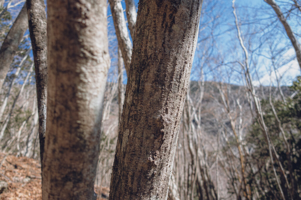 木の写真