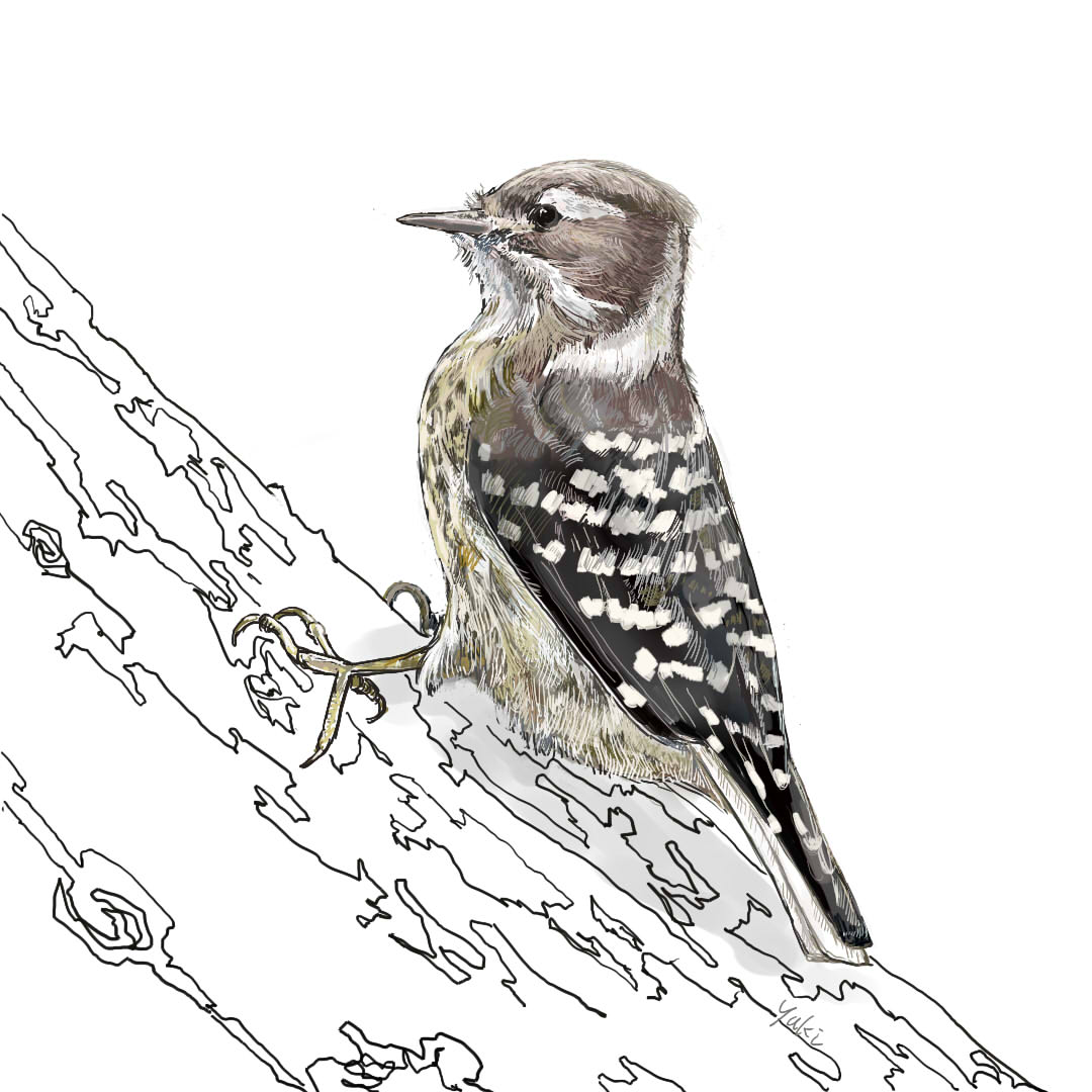 コゲラの生態と生息地！観察のポイント【イラストと画像あり】 - mililie