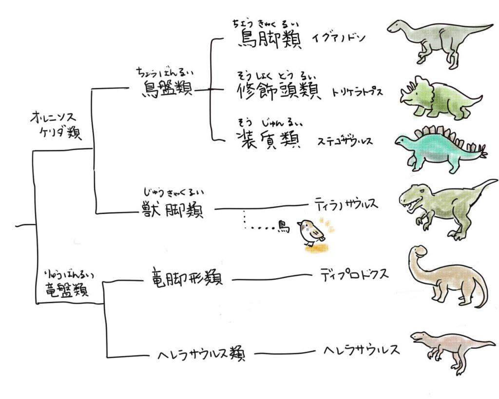 新しい恐竜の分類