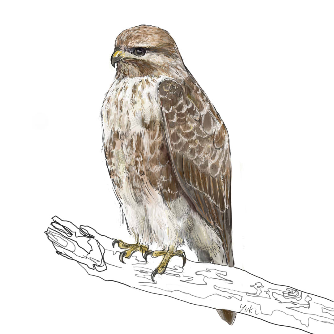 ノスリの特徴と生態や鳴き声など解説 イラストと写真あり Mililie