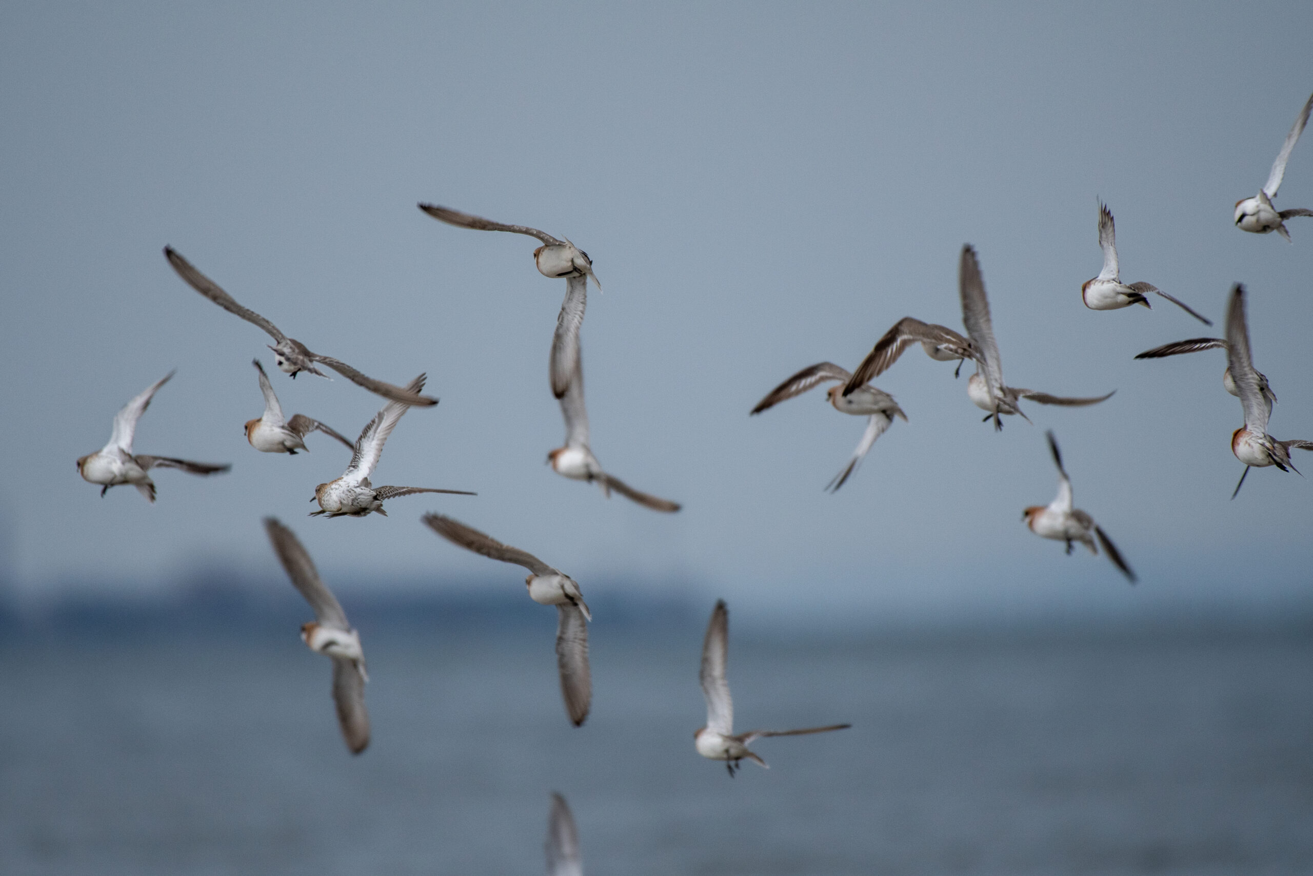 小櫃川河口】mililieの野鳥観察記vol.10シギの楽園 - mililie