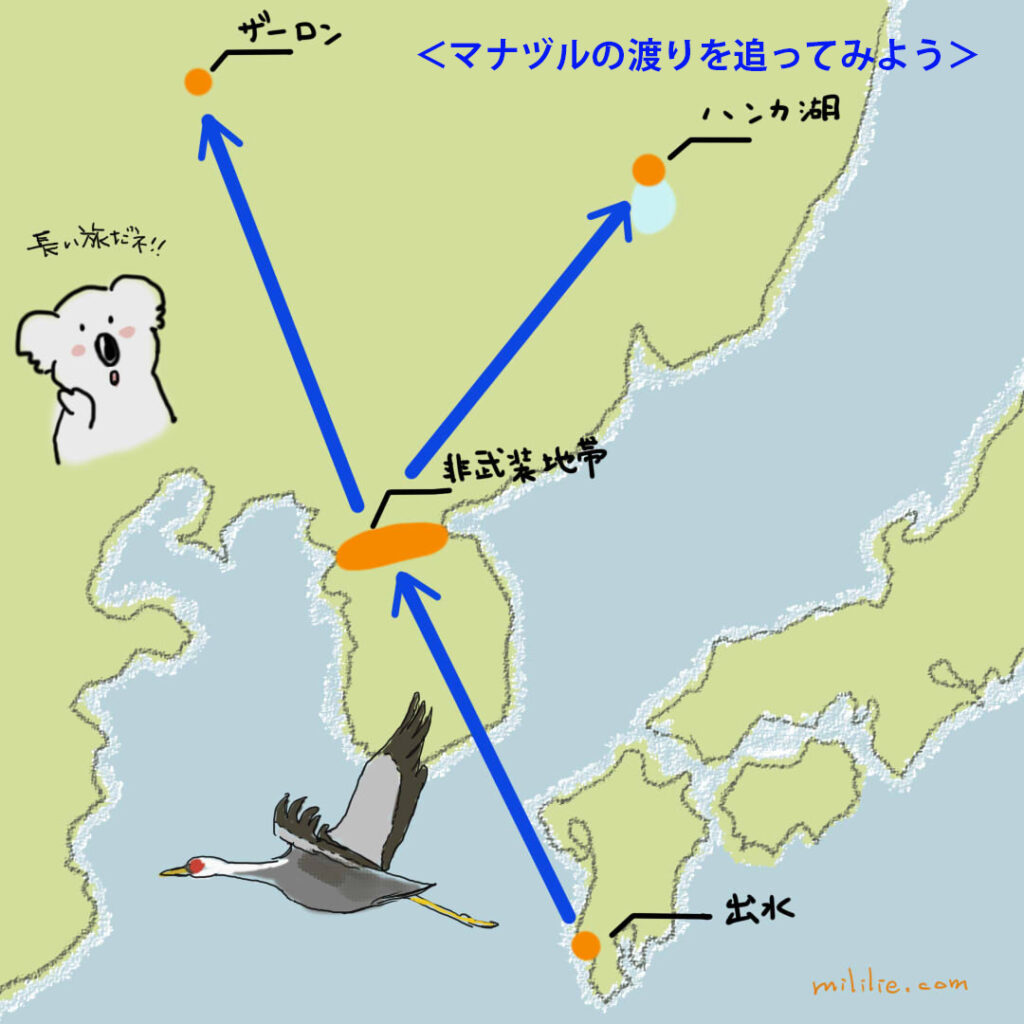 マナヅルの渡り図