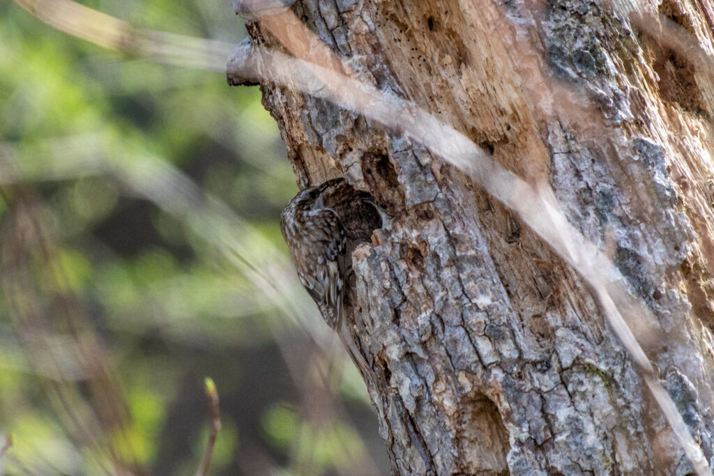 巣に朝を運ぶキバシリ