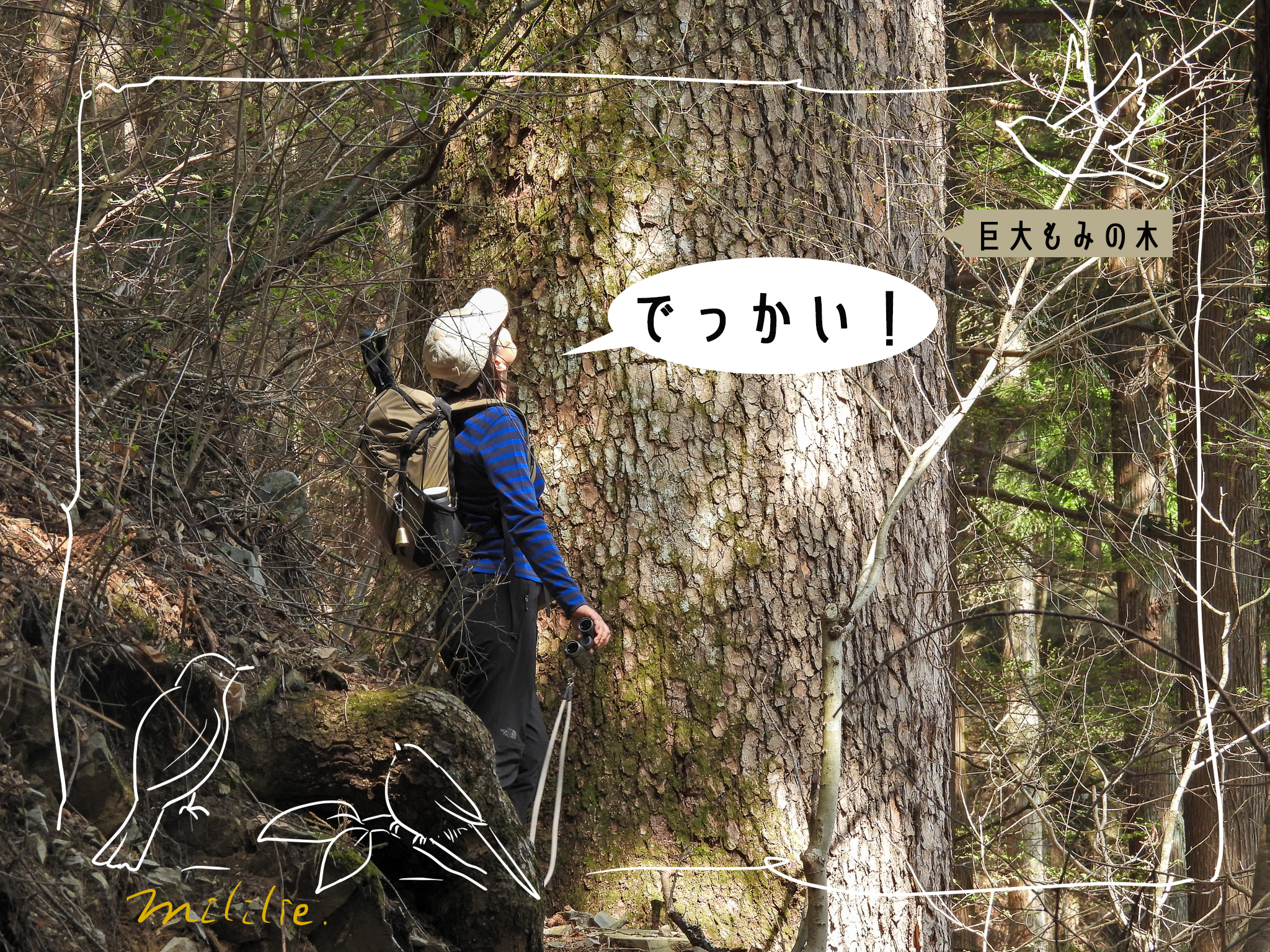 登山で出会った生き物たち